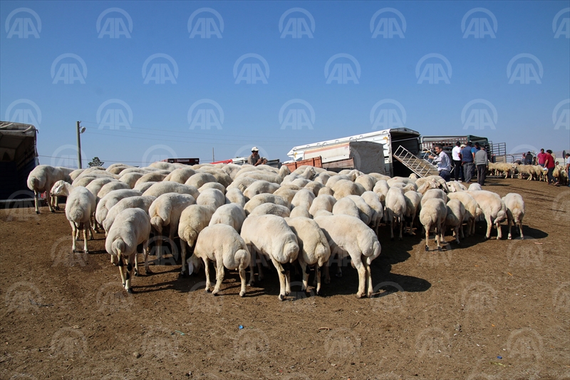 Kurbanlık hayvan konusunda sıkıntı yok