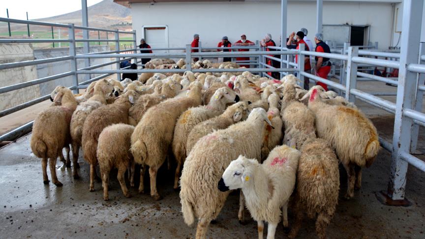 Mehmetçik için yüzlerce kurban kesildi!