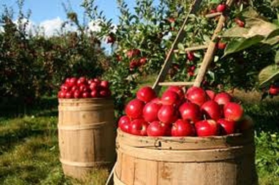 Rusya'ya ihracata elma ve nar katkısı