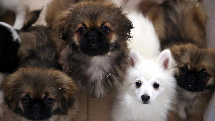 Yurda kaçak yollardan getirilen köpekler ihaleyle satılacak!