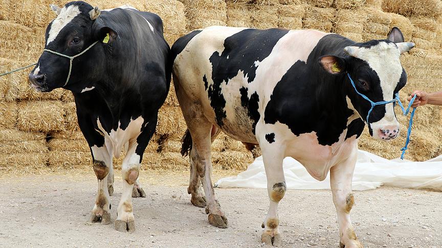 Bakan Pakdemirli kurbanlık alım fiyatlarını açıkladı