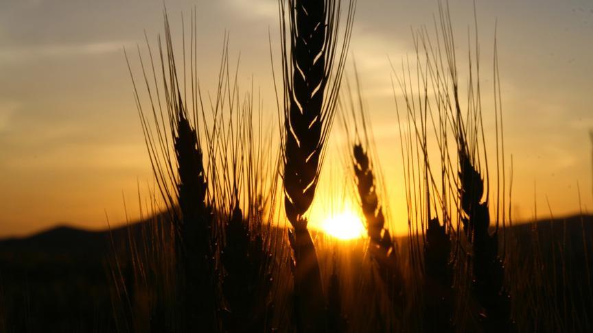 Bakanlıktan 'buğday stoku' açıklaması
