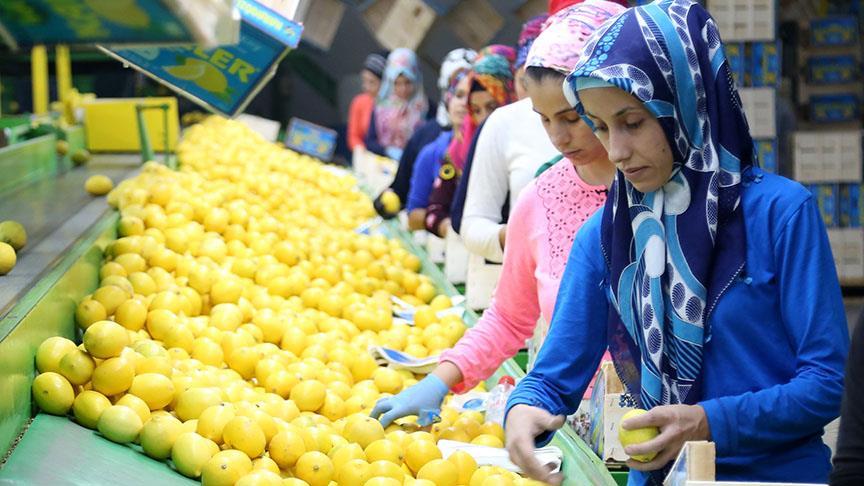 Narenciyede erken hasat, ihracatı artırdı!