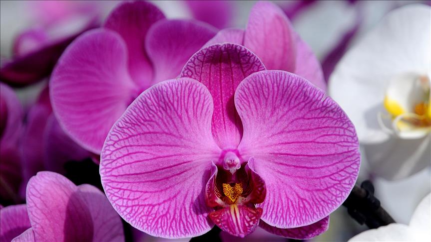 Suudi Arabistan'dan orkideye Sevgililer Günü talebi