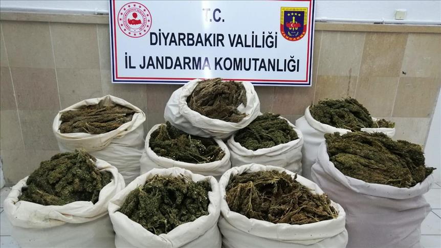 Saman balyaları arasında 176 kilogram esrar ele geçirildi