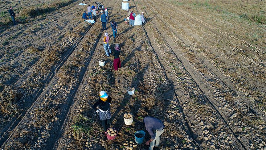 Tarım işçisinin günlük ücreti arttı!