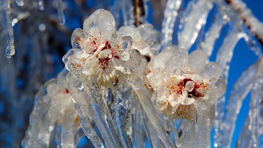 Meteorolojiden 5 il için "zirai don" uyarısı