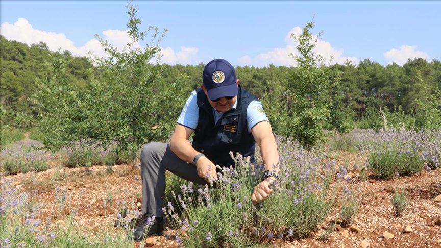 Bakan Pakdemirli Muğla'da lavanta hasadı yaptı!