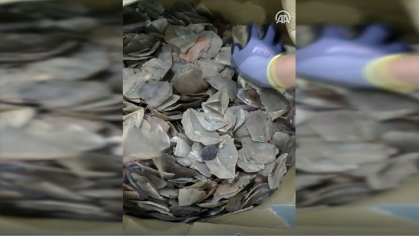 İstanbul Havalimanı'nda 1,2 ton pangolin pulu ele geçirildi!