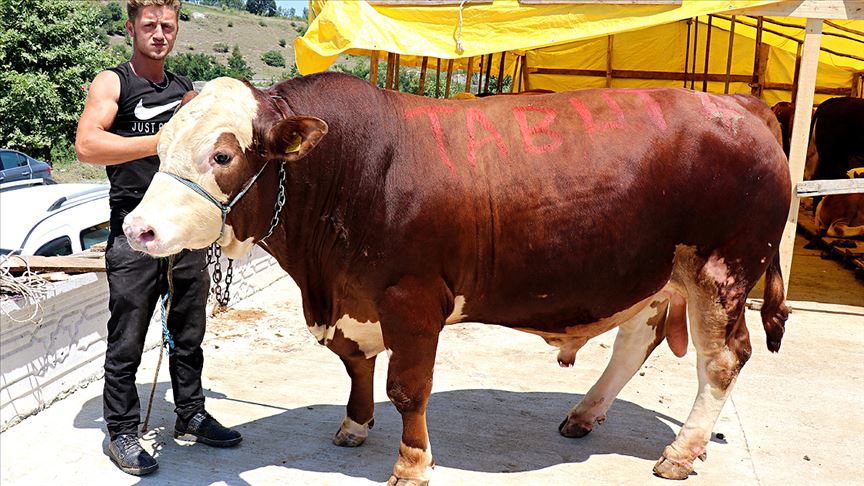 Bir tonluk 'Şampiyon' otomobil parasına satıldı