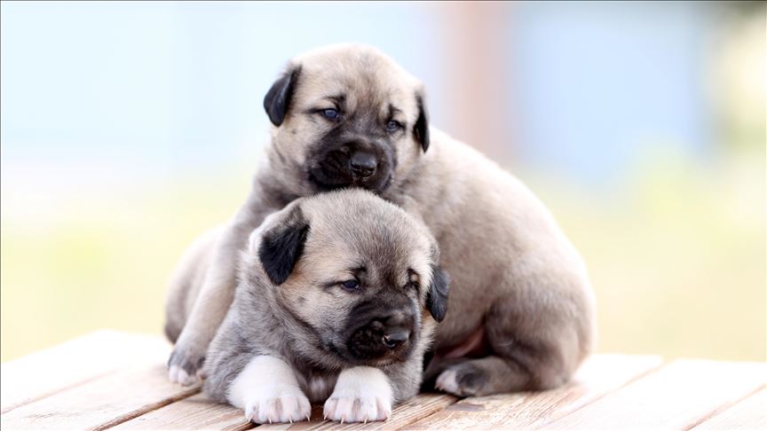 'Satılık köpek' ilanlarıyla dolandırıcılık