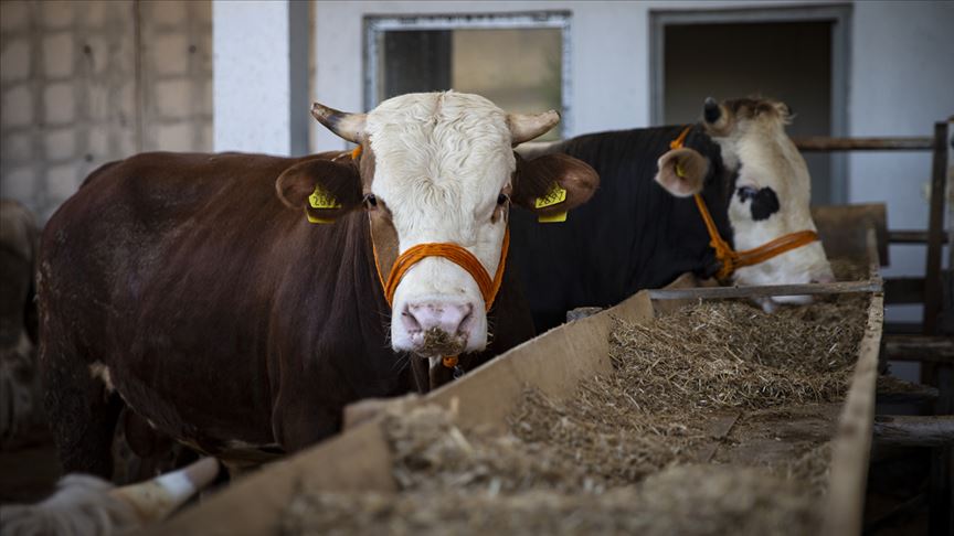 'Kurban arzında sıkıntı yok'