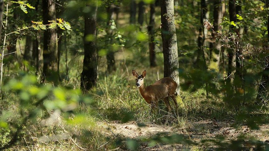 Kurban Bayramı'nda korunan alanlara ziyaretçi akını