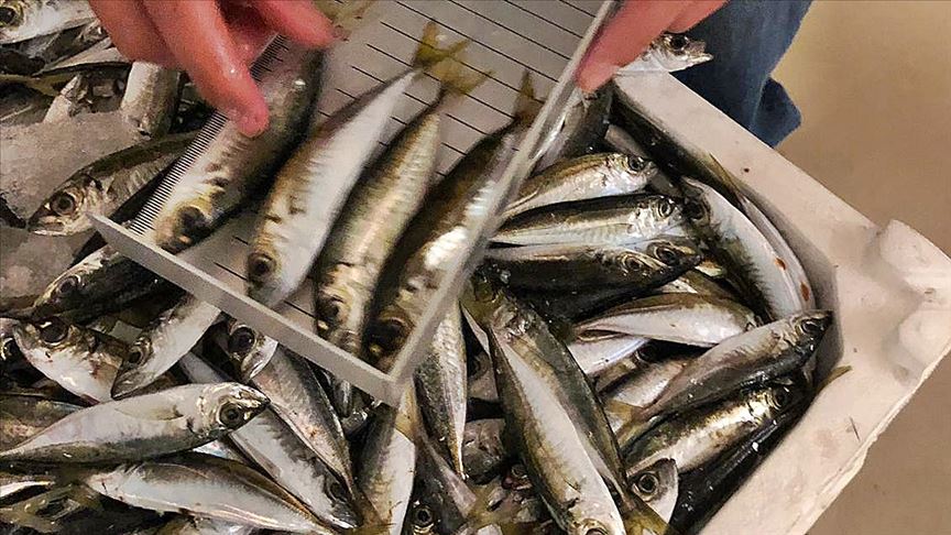 İstanbul'da boy yasağına uymayan 6,5 ton balığa el konuldu