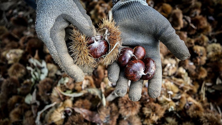 Bursa kestanesinde erken hasat