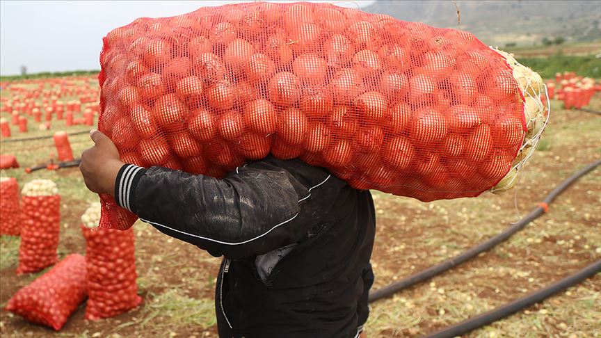 Tarım ve Orman Bakanlığı'ndan soğan-patates ihracatına ön izin açıklaması