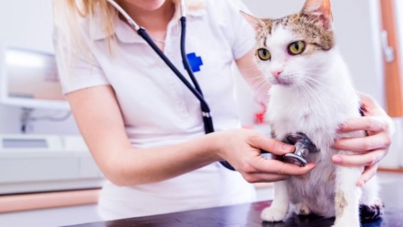 Koronavirüste "kedi" iddiası asılsız