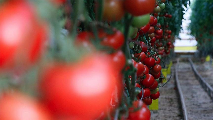 Domates ihracatında 'güven' yüzde 12'lik artışı getirdi