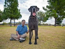 Dünyanın En Uzun Köpeği Arizonada