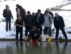 Gölet Ve Derelere Nesli Tükenmekte Olan Kırmızı Benekli Yabani Alabalık Yavrusu Bırakıldı