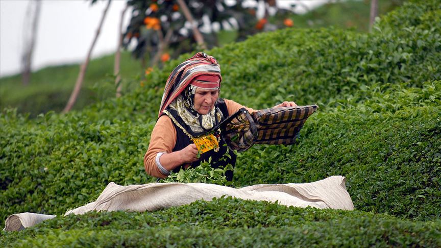 İçişleri Bakanlığı çay üreticileri için genelge yayınladı