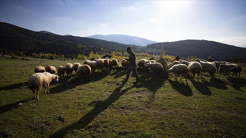 Ormanda yalnız yaşayan çobanın yüzü baharın gelişiyle güldü