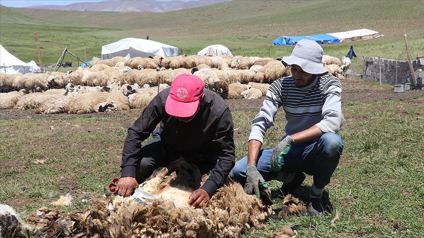 Kurban Bayramı yaklaşıp havalar ısınınca göçerlerin 'kırkım' telaşı arttı