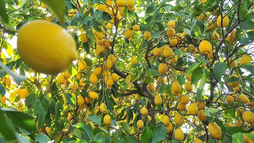 İhracatçılar limon ihracatında ön izin şartının kaldırılmasından memnun