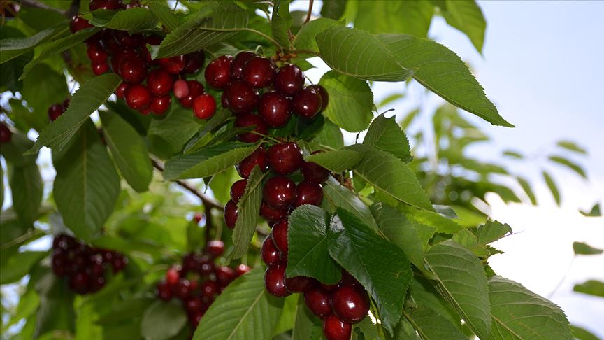 Malatya'nın tescilli 'dalbastı' kirazından 4,5 milyon liralık ihracat