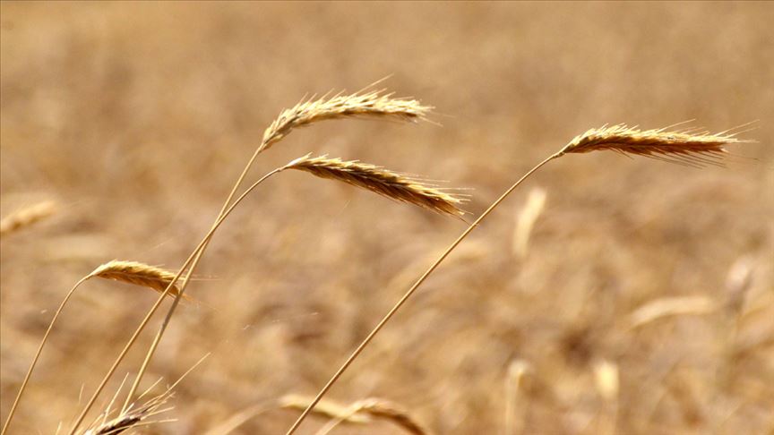 Fırıncılar, buğday, arpa ve mısır ithalatında gümrük vergisinin geçici sıfırlanmasından memnun