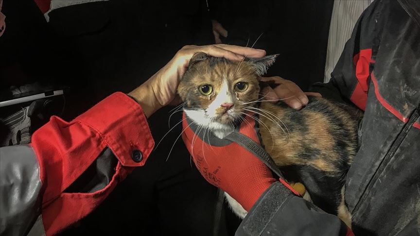 İzmir'de enkazda K-9 köpeği kediyi kurtardı!