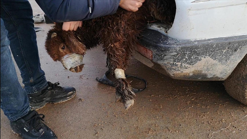 Akçakale Gümrük Kapısı'nda otomobilin motor bölümü ve bagajına gizlenmiş 4 kuzu bulundu