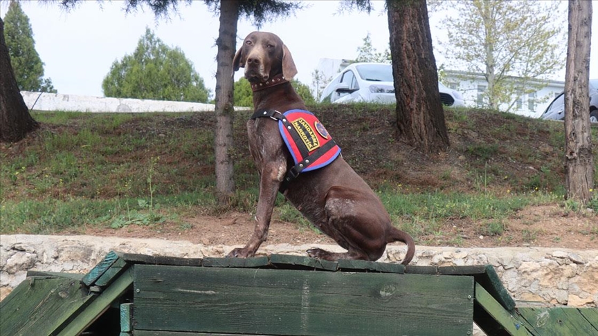 Narkotik dedektör köpeği 'Manken' Adıyaman'da jandarmanın en büyük yardımcısı