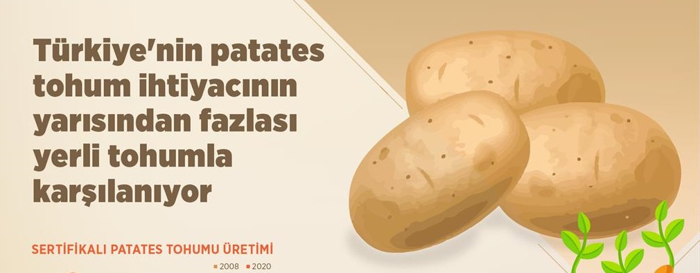 Türkiye'nin patates tohum ihtiyacının yarısından fazlası yerli tohumla karşılanıyor