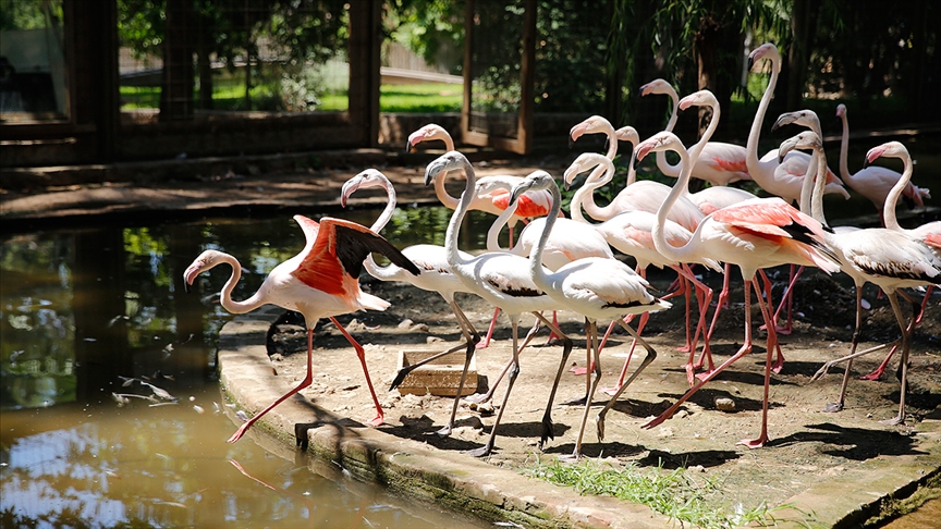Antalya'da operasyonda ele geçirilen 21 flamingo koruma altına alındı