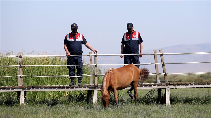 Jandarmanın özel timi çevre ve hayvanlar için mesaide