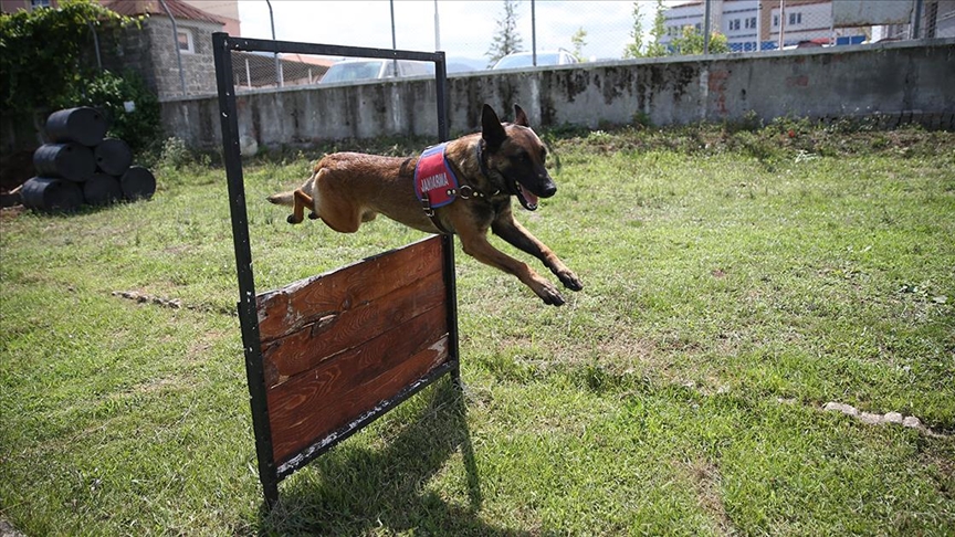 Jandarma köpekleri 'Tonya' ve 'Barut' suçlulara göz açtırmıyor!