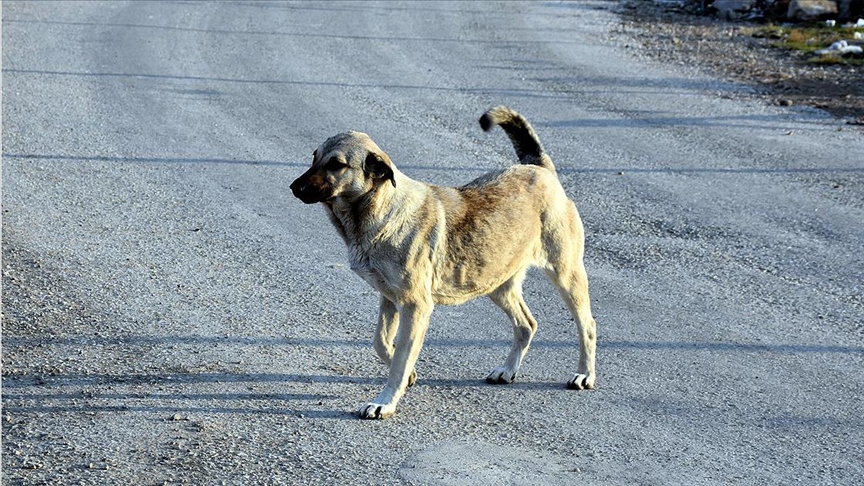 'Sokak köpekleri sürü halinde gezmeye başladıklarında tehlikeli oluyor'