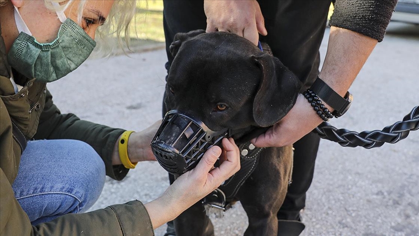 Yasaklı 6 köpek ırkının kayda alınma sürecinde son gün hareketliliği yaşandı