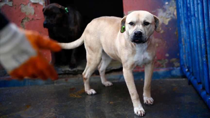 Türkiye genelinde tehlike arz eden 23 bin 406 köpek kayıt altına alındı