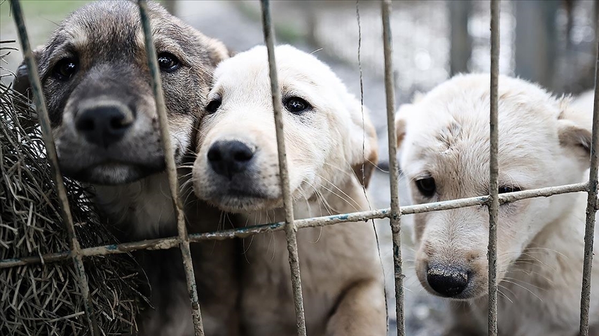 Sahipsiz köpeklerle ilgili "ihbar yağıyor"