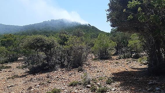 Mersin ve Muğla'da çıkan orman yangınlarına müdahale ediliyor