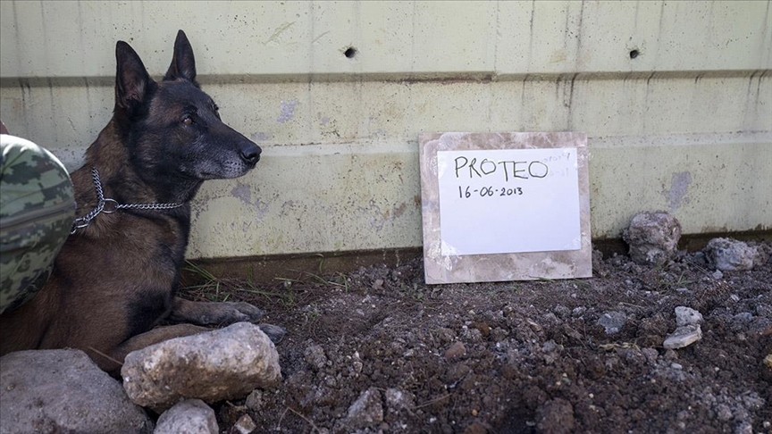 Meksika'nın arama kurtarma köpeği Proteo'ya hüzünlü veda