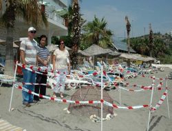 Kovayla Denize Taşınan Caretta Caretta Yavruları Bir Daha O Sahile Gelmiyor