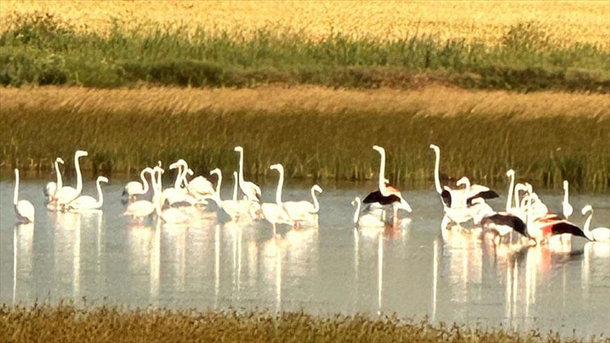 Çorum'da yaklaşık 40 flamingo gözlendi