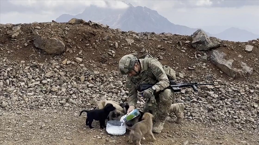 Milli Savunma Bakanlığı'ndan "Hayvanları Koruma Günü"ne özel video