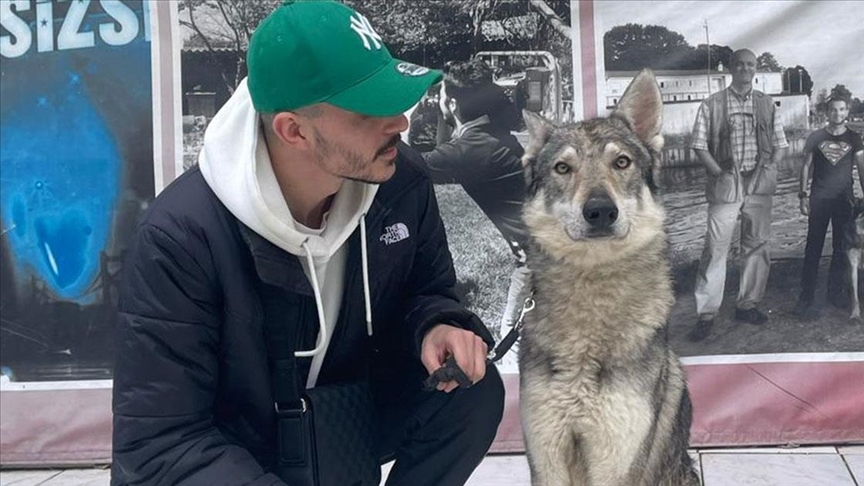 "Başakşehir'deki aç kurtlar" gerçekte Çekoslovak kurt köpeği çıktı!
