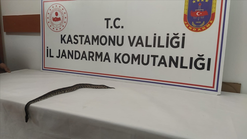 Kastamonu'da, sosyal medya üzerinden satılmaya çalışılan pitona el konuldu