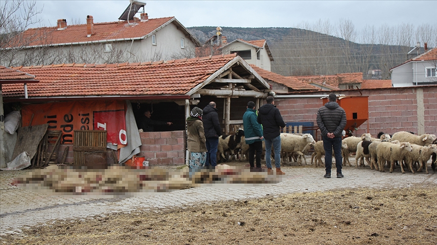 Kütahya'da sahipsiz köpekler 20 küçükbaş hayvanı telef etti