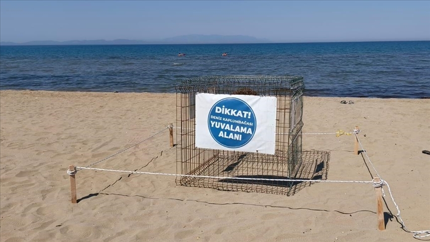 İZMİR'DE 57 CARETTA CARETTA YUMURTASI KORUMA ALTINA ALINDI
